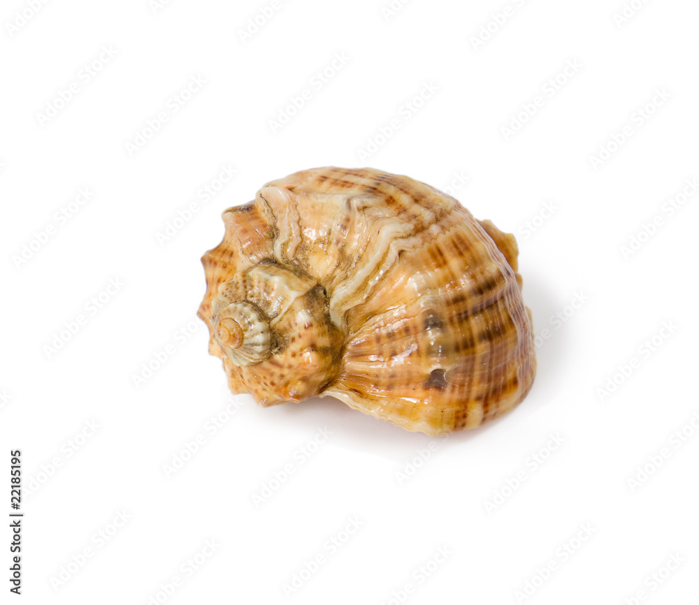 shell