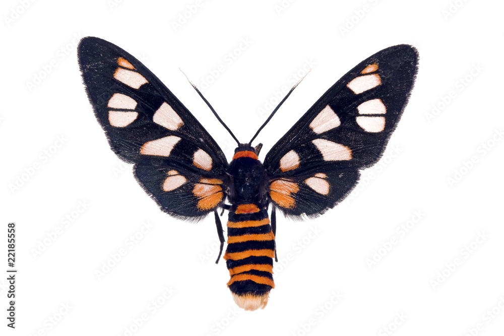 Fototapeta premium White Antenna Wasp Moth, Amata nigriceps