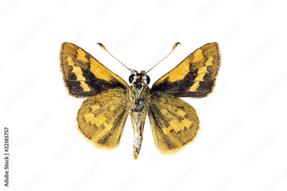 Fototapeta premium Butterfly - Greenish Grass-dart, Okybadisdes knightorum