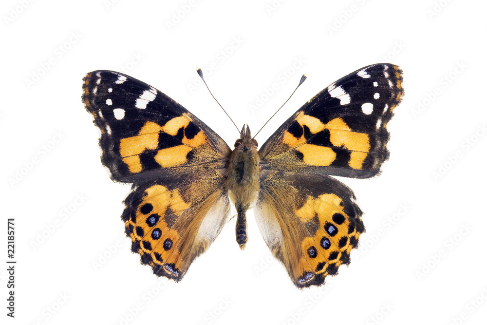 Fototapeta premium Butterfly - Painted Lady, Vanessa Kershawi