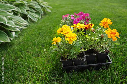 Market pack of Marigolds and Impatiens waiting to be planted
