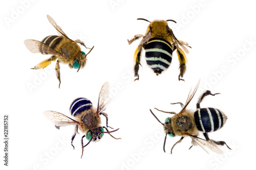 Blue-banded Bee, Amegilla cingulata © peter_waters