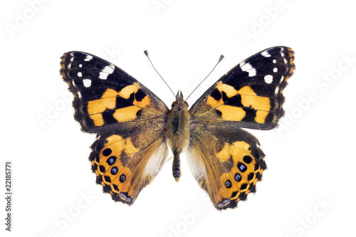 Butterfly - Painted Lady, Vanessa Kershawi