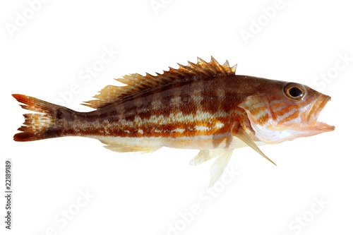 Obraz na płótnie comber fish mediterranean serranus cabrilla