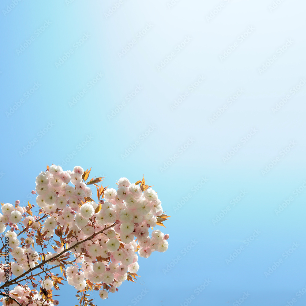 Fuji Cherry Tree Background