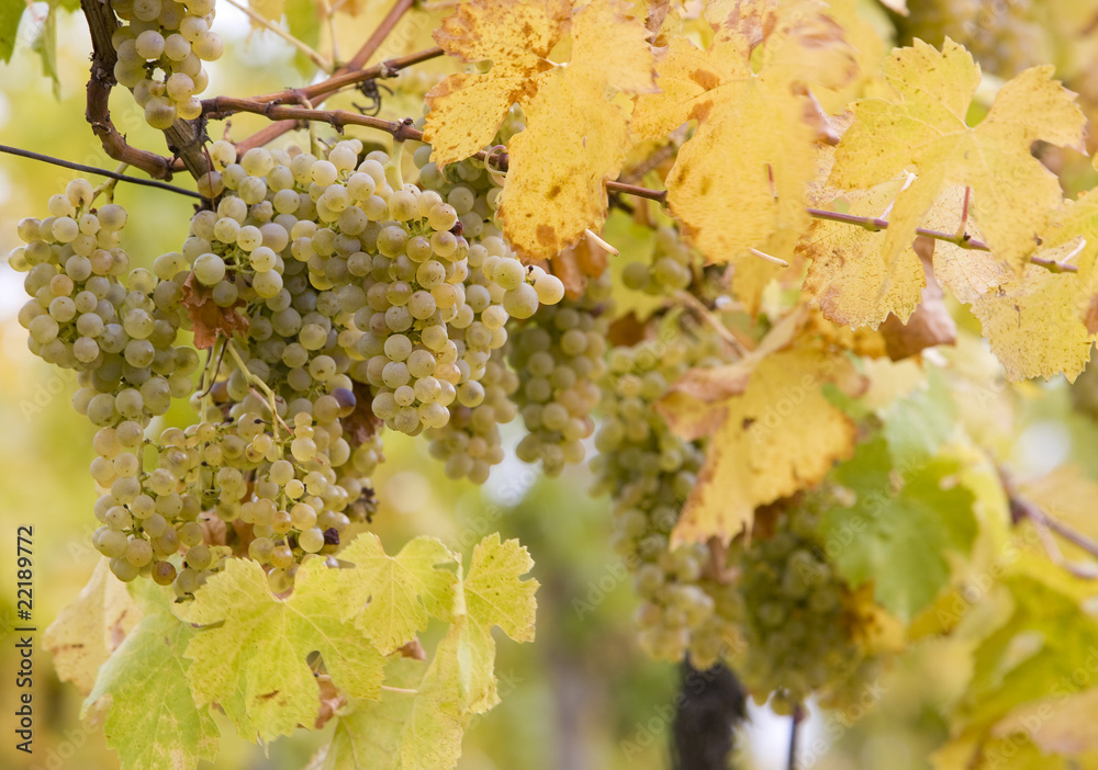 Obraz premium vineyard Jecmeniste, Eko Hnizdo, Czech Republic