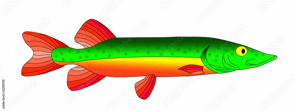 esox esox