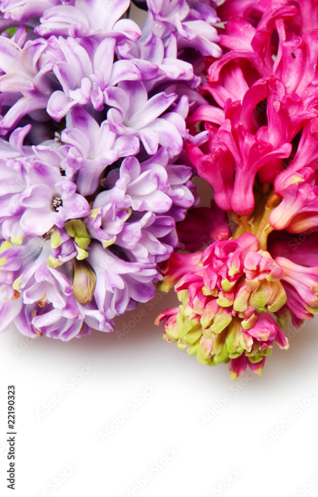 Fototapeta premium hyacinth