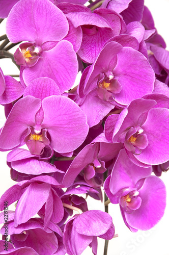 Orchid  es phalaenopsis roses