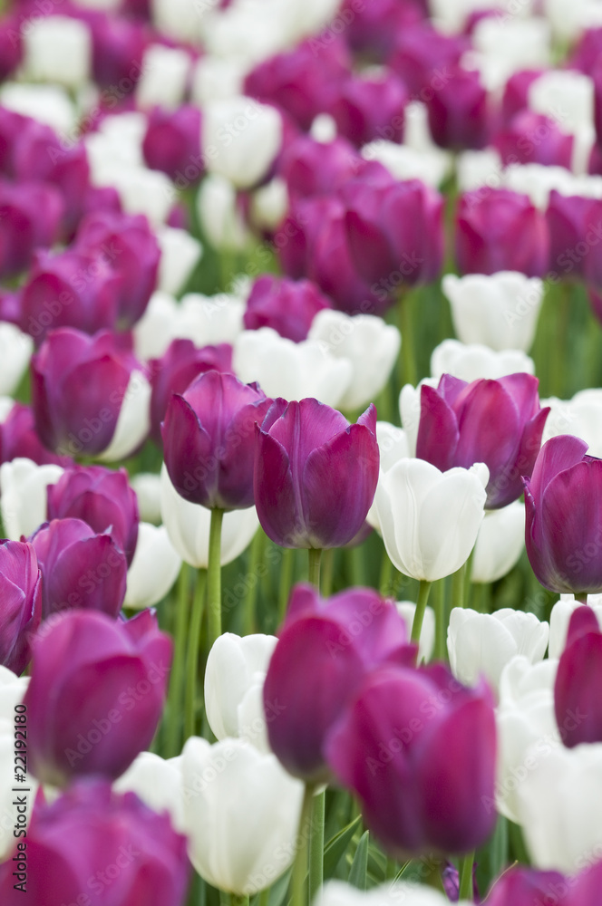 Fototapeta premium Purple and white tulips