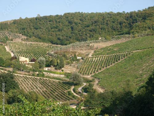 Vineyards and olive fields in Chianti, Tuscany