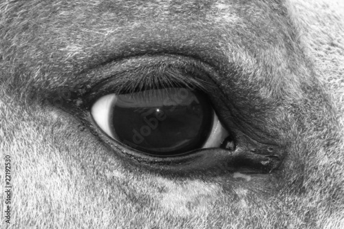 Horse eye macro © Linda More
