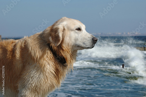 Fototapeta Naklejka Na Ścianę i Meble -  Portrait of golden retriever dog at the sea