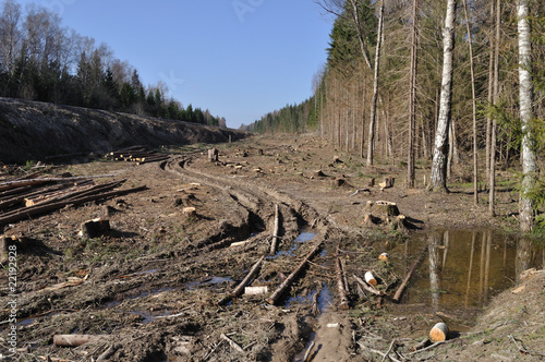 Deforested area with log's piles and dirt road