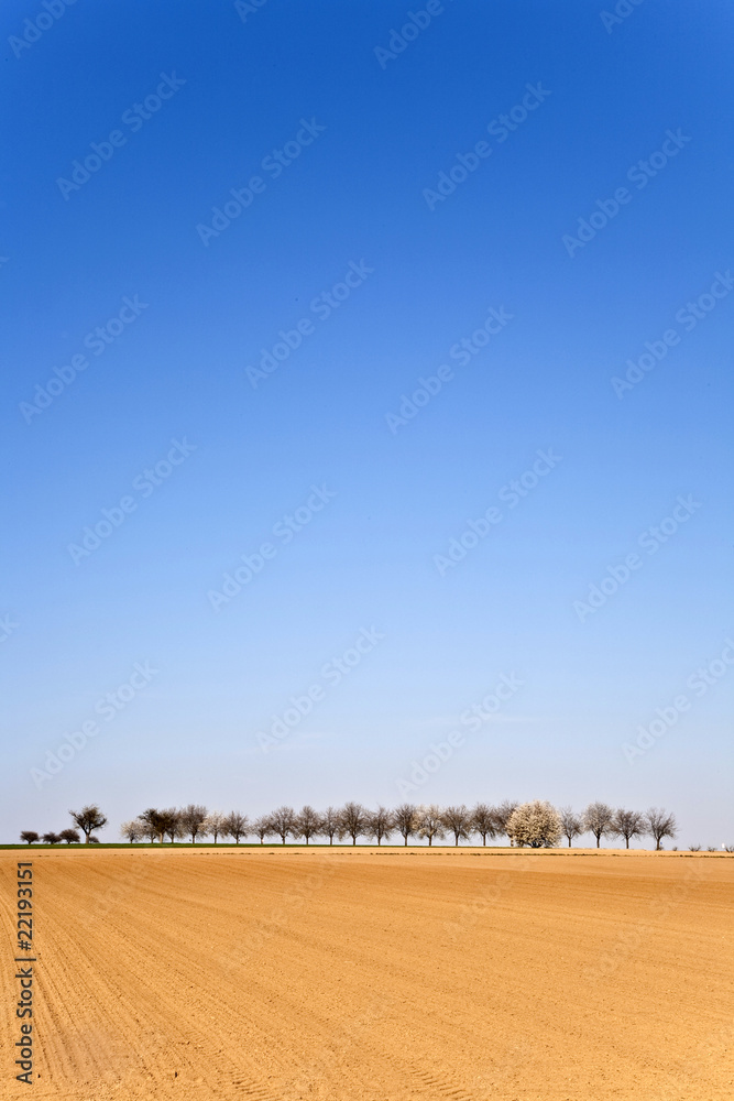 Fototapeta premium freshly ploughed acre with row of trees