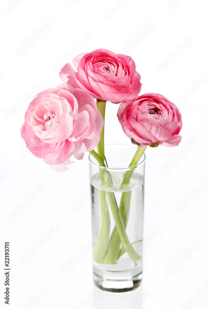 Fototapeta premium pink Ranunculus.