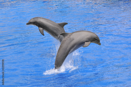 Deux dauphins sautant au dessus de l eau