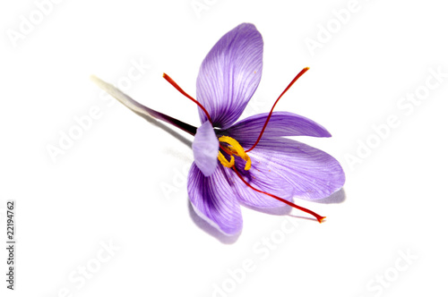 saffron flower photo