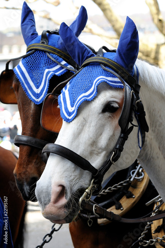 Decorated Horses