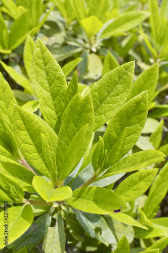 Wallpaper Mural 新緑のつつじの葉 Torontodigital.ca