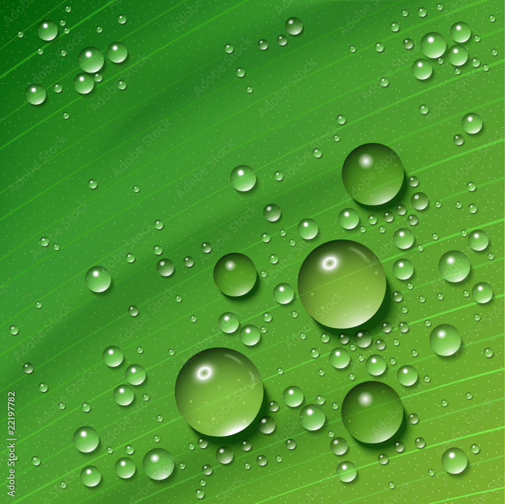 water on leaf