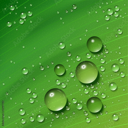 water on leaf