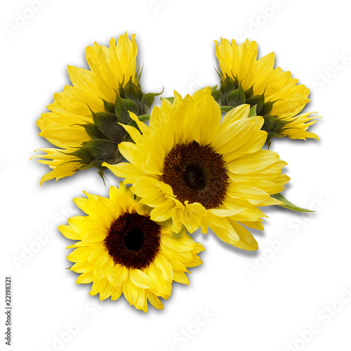 Fototapeta Naklejka Na Ścianę i Meble -  sunflowers arrangement