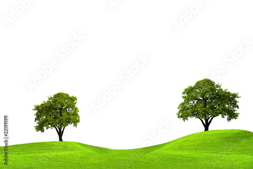 Oak trees in green field isolated on white background
