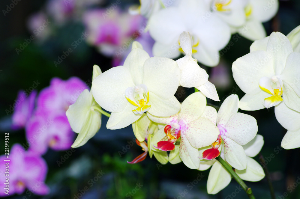 Fototapeta premium Vibrant white tropical orchid flower