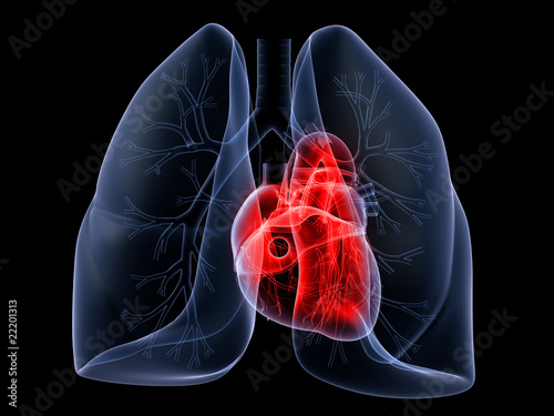Lungen und Herz