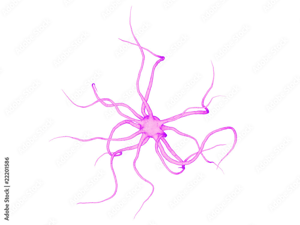 Fototapeta premium isolierte Nervenzelle