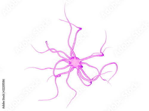 isolierte Nervenzelle