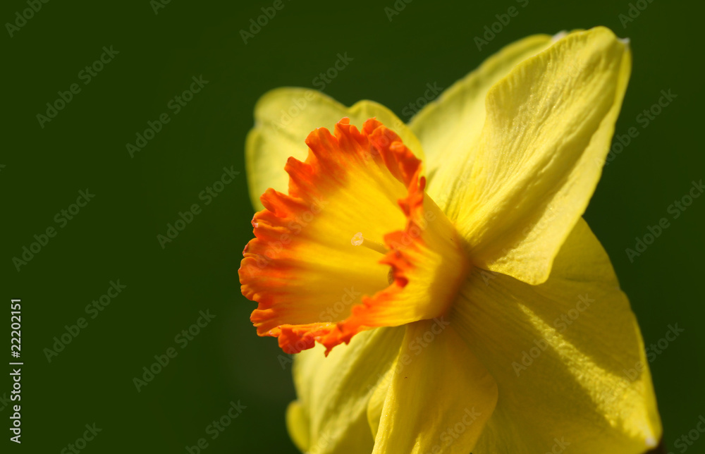 Yellow Daffodil flower Yellow Daffodil flower