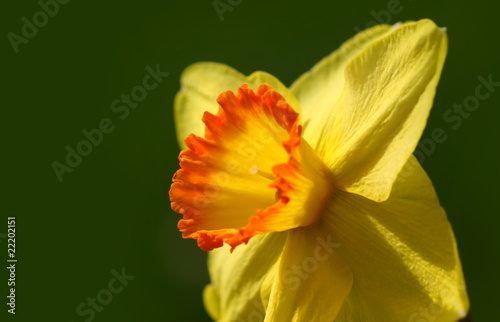 Yellow Daffodil flower