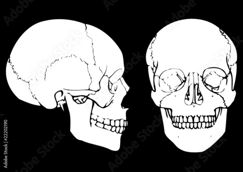 cráneo calavera