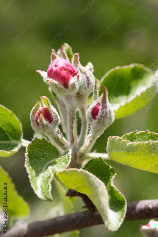 Malus domestica Malus domestica