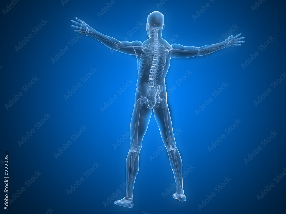 Obraz premium männliches Skelett