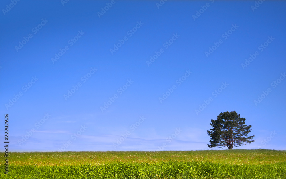 Fototapeta premium Single tree on a green meadow