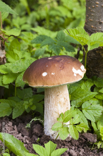 Mushrooms boletuses in green grass