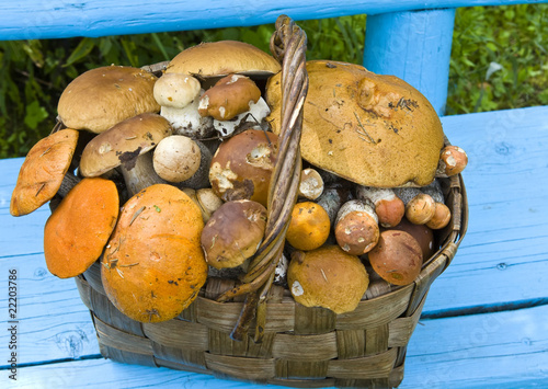 Basket, full mushrooms photo