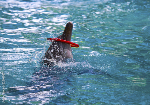Dolphin plays with red ring