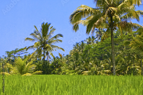 Tropical landscape. Indonesia. Bali.