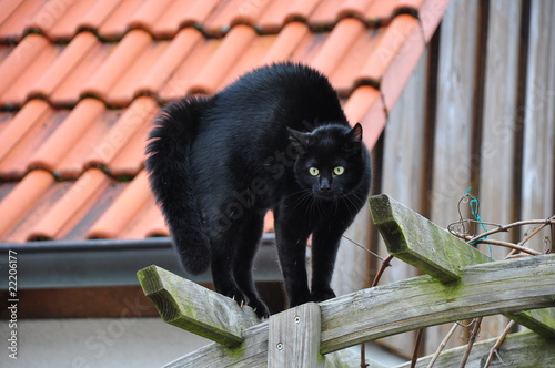 Katzenbuckel photo