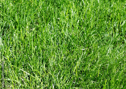 cuted grass in yard