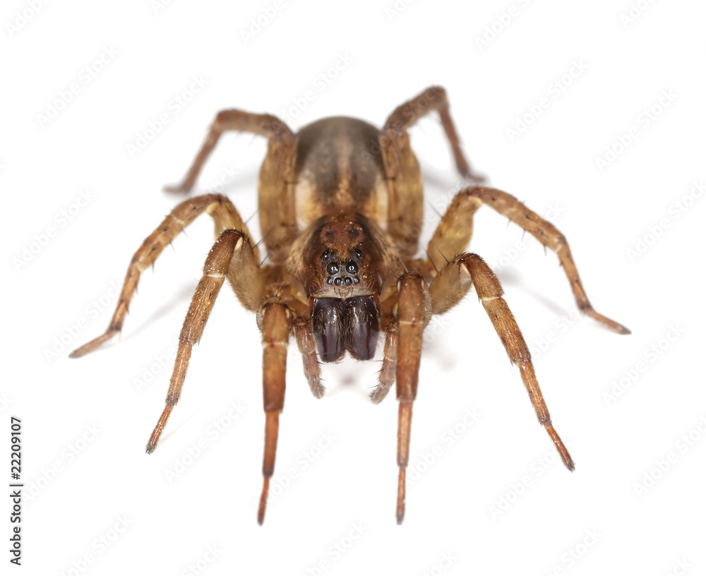 Hunting spider isolated on white background. Macro photo. Hunting spider isolated on white background. Macro photo.