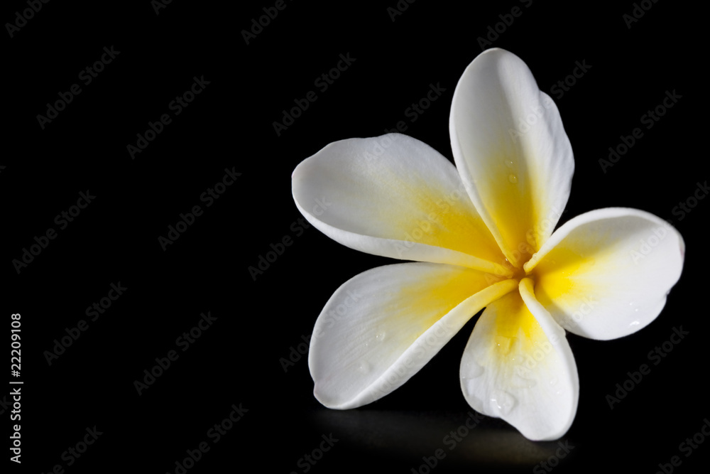 Plumeria on Black