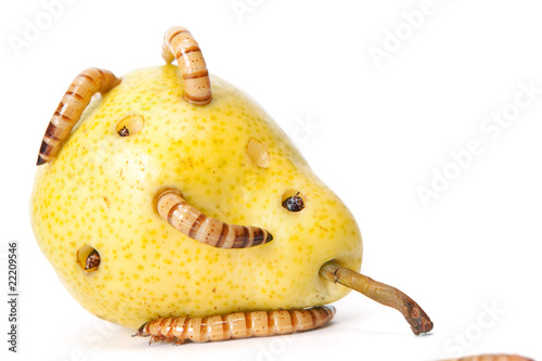 Фотография worms take lunch (tasty pear)