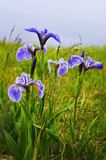 Blue flag iris flowers