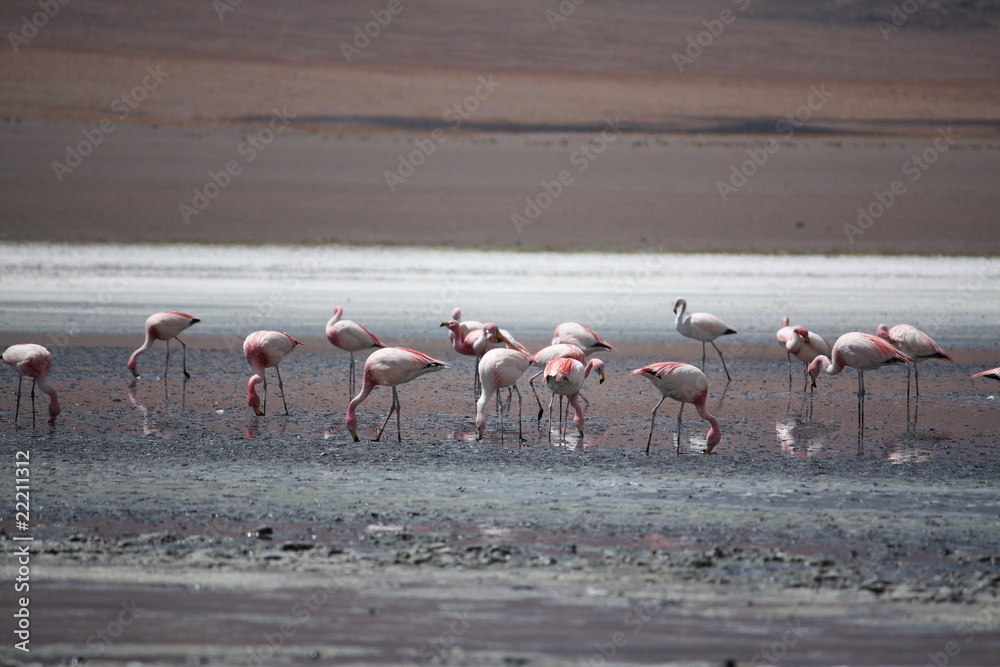Fototapeta premium Flamingos