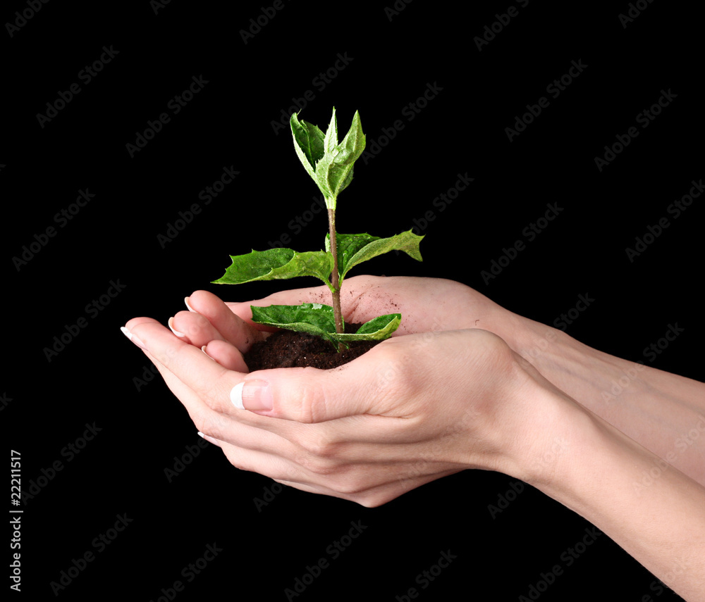 Young plant in hand over black background Young plant in hand over black background
